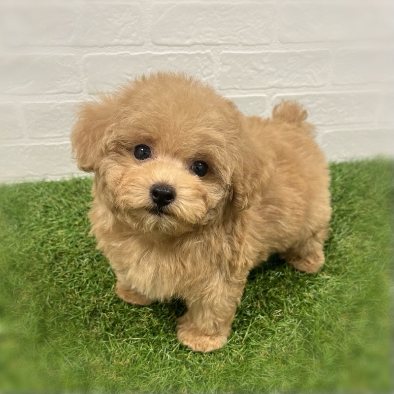 岡山県のトイプードル(トイ) (ワンニャンハウス岡山店/2025年10月19日生まれ/男の子/アプリコット)の子犬の1枚目の画像