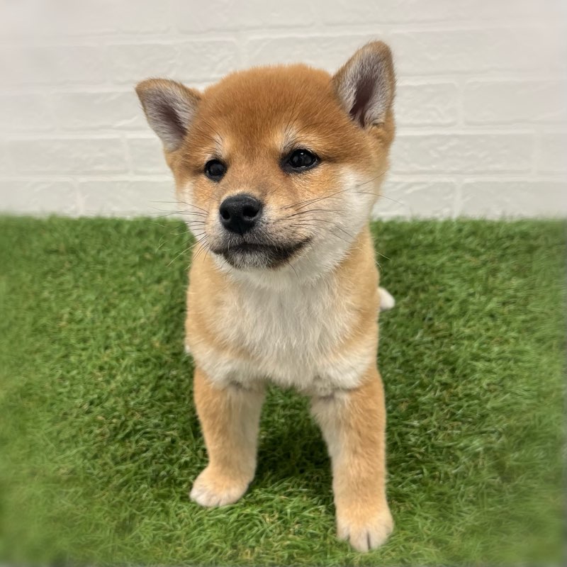 岡山県の柴犬(標準サイズ) (ワンニャンハウス岡山店/2025年9月28日生まれ/女の子/赤)の子犬の2枚目の画像