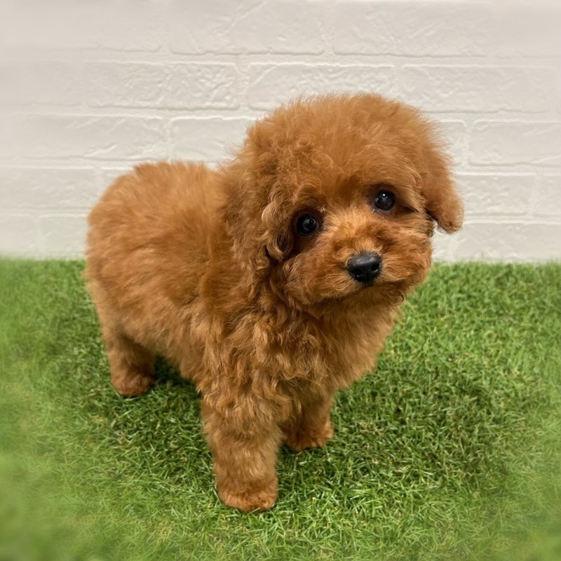 岡山県のトイプードル(トイ) (ワンニャンハウス岡山店/2025年11月15日生まれ/女の子/レッド)の子犬の2枚目の画像