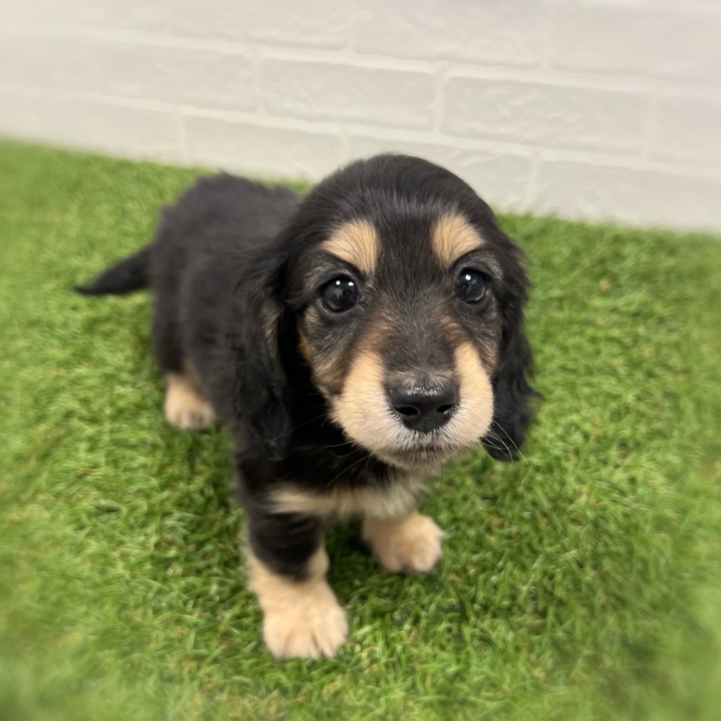 岡山県のミニチュアダックスフンド(ロング) (ワンニャンハウス岡山店/2026年1月26日生まれ/女の子/ブラックイエロー)の子犬の3枚目の画像