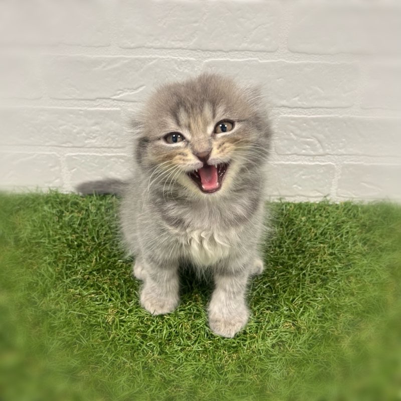 岡山県のスコティッシュフォールド (ワンニャンハウス岡山店/2025年8月30日生まれ/男の子/ブルータビー)の子猫の2枚目の画像