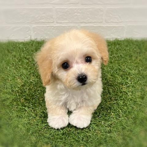 岡山県のビションプー(ビションフリーゼ×プードル) (ワンニャンハウス岡山店/2025年11月8日生まれ/男の子/クリーム)の子犬の1枚目の画像