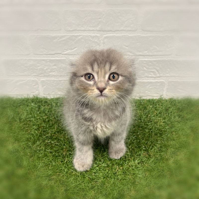 岡山県のスコティッシュフォールド (ワンニャンハウス岡山店/2025年8月30日生まれ/男の子/ブルータビー)の子猫の3枚目の画像