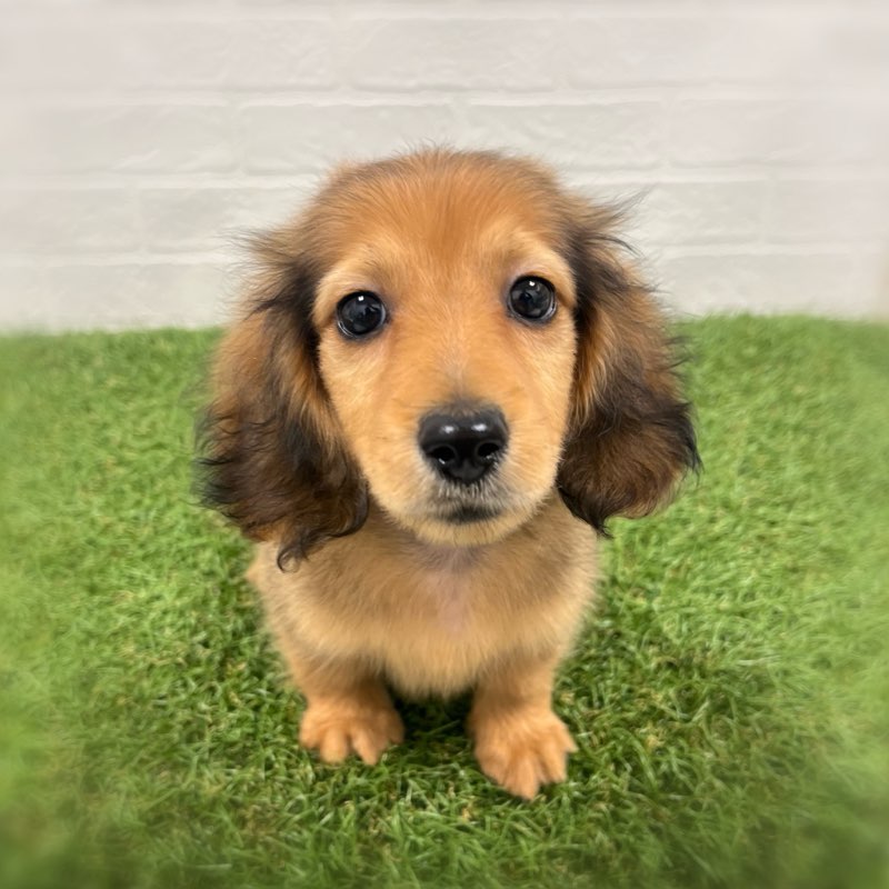 2026年2月3日生まれのミニチュアダックスフンド(ロング)