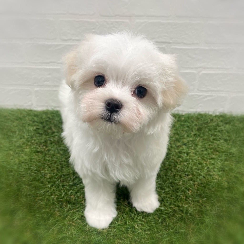 岡山県のマルチーズ (ワンニャンハウス岡山店/2025年12月30日生まれ/男の子/ホワイト)の子犬