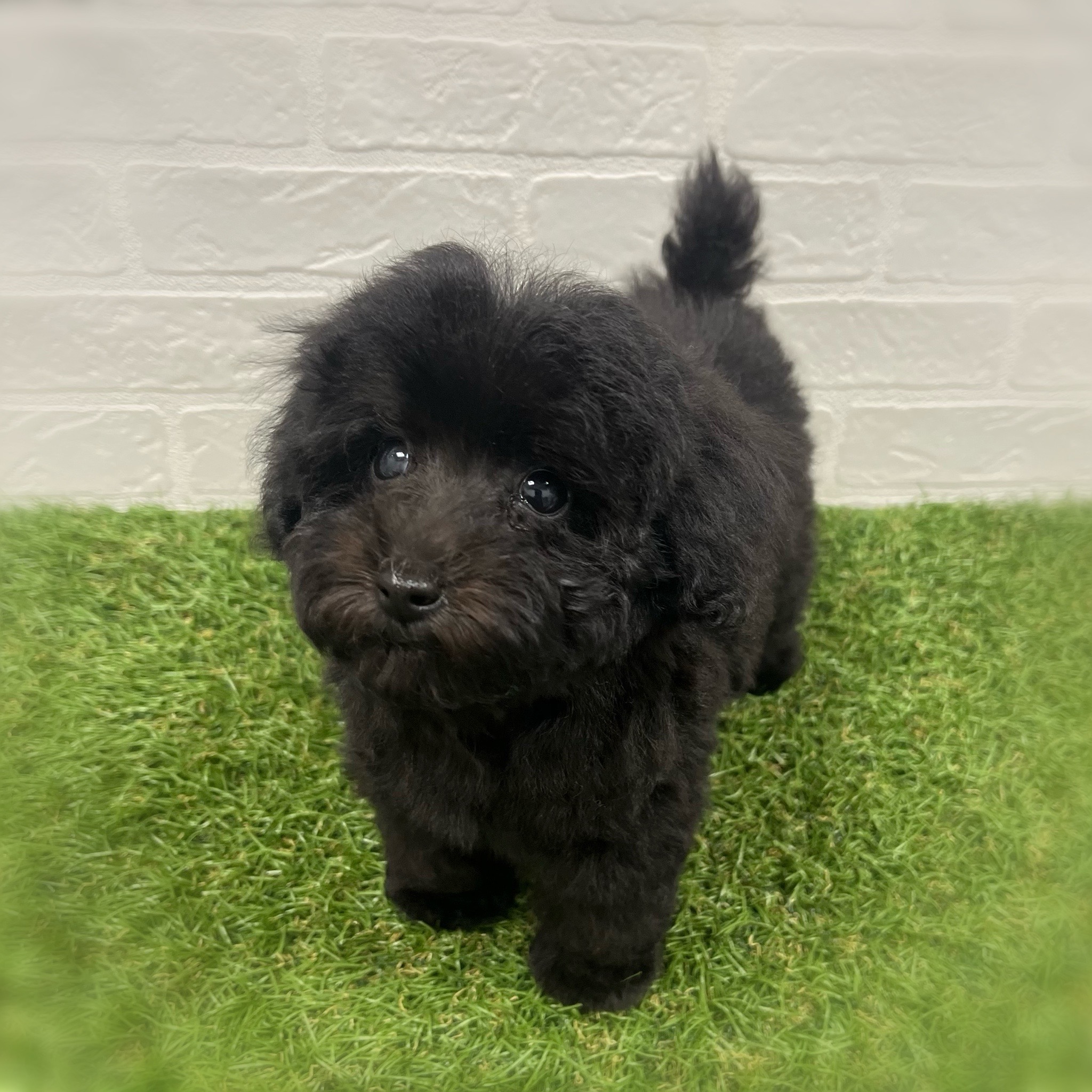 岡山県のトイプードル(トイ) (ワンニャンハウス岡山店/2025年9月13日生まれ/女の子/ブラック)の子犬の3枚目の画像