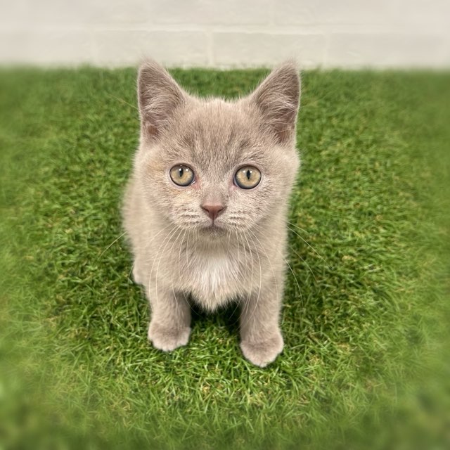 岡山県のブリティッシュショートヘアー (ワンニャンハウス岡山店/2025年8月27日生まれ/女の子/ライラック)の子猫の1枚目の画像