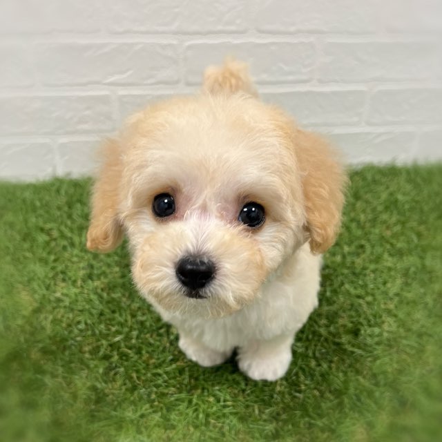 岡山県のビションプー(ビションフリーゼ×プードル) (ワンニャンハウス岡山店/2025年11月8日生まれ/男の子/クリーム)の子犬の3枚目の画像