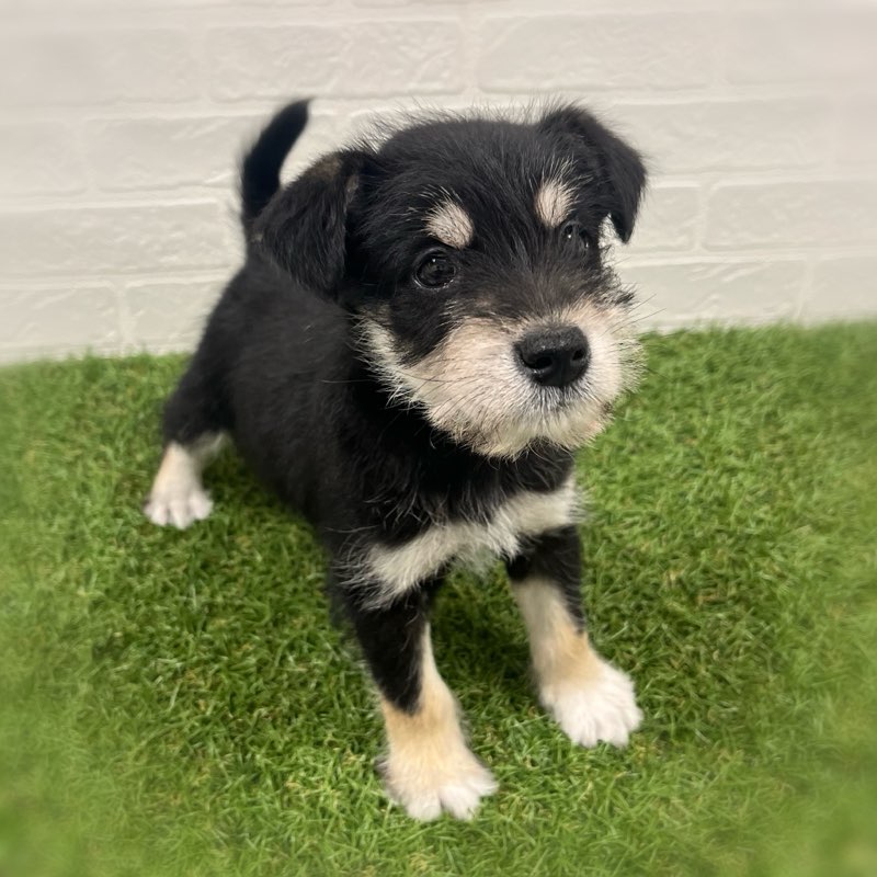 岡山県のハーフ犬・ミックス犬 (ワンニャンハウス岡山店/2025年10月19日生まれ/男の子/黒)の子犬の3枚目の画像