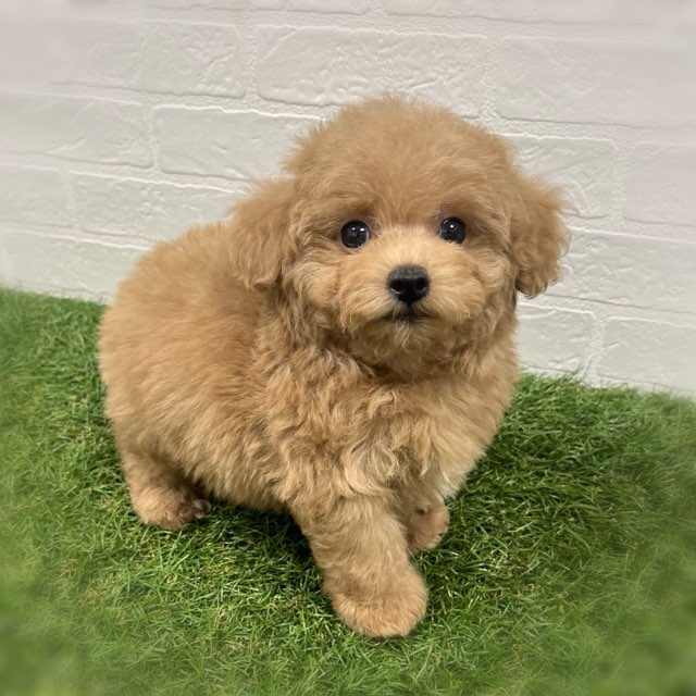 岡山県のトイプードル(トイ) (ワンニャンハウス岡山店/2025年10月19日生まれ/男の子/アプリコット)の子犬の3枚目の画像