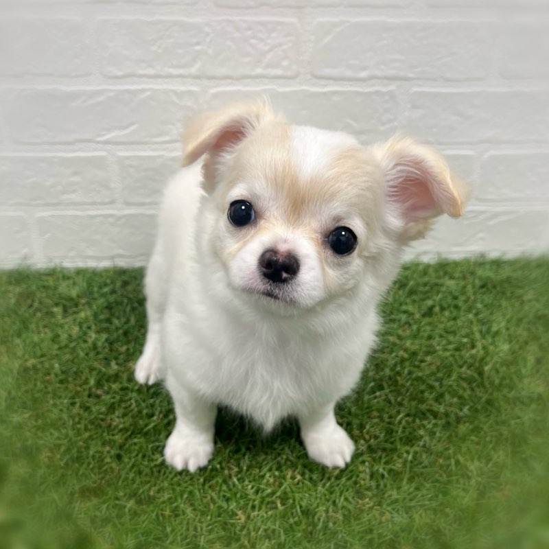 岡山県のチワワ(ロング) (ワンニャンハウス岡山店/2026年2月4日生まれ/女の子/クリームホワイト)の子犬の3枚目の画像