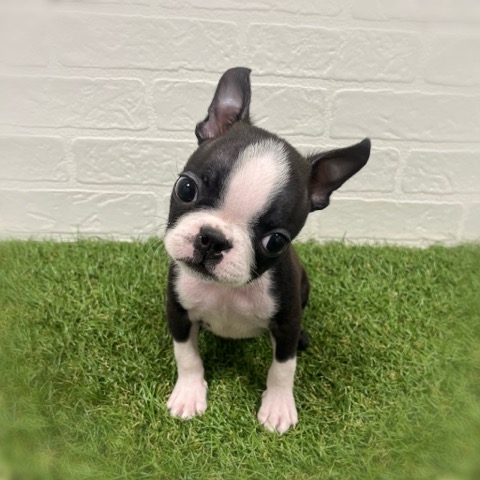 岡山県のボストンテリア (ワンニャンハウス岡山店/2025年11月4日生まれ/男の子/ボストンカラー)の子犬の3枚目の画像