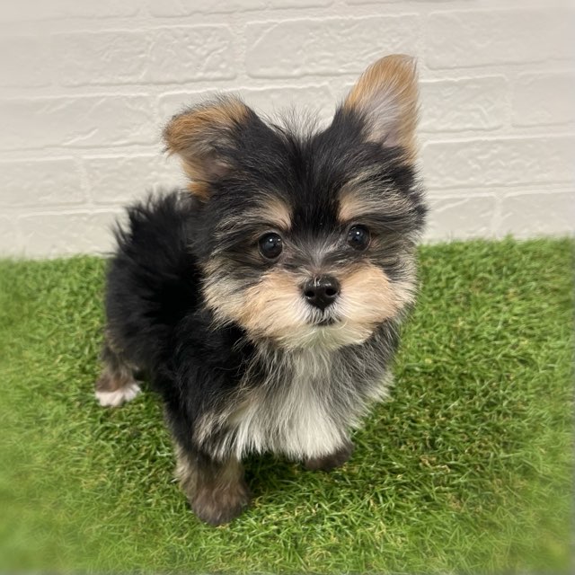 岡山県のマルキー/マルヨーキー(マルチーズ×ヨークシャーテリア) (ワンニャンハウス岡山店/2026年1月9日生まれ/男の子/スチールブルータン)の子犬の3枚目の画像