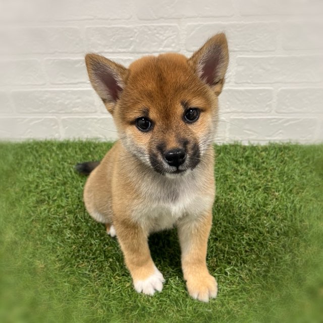 岡山県の柴犬(標準サイズ) (ワンニャンハウス岡山店/2025年8月9日生まれ/女の子/赤)の子犬の3枚目の画像
