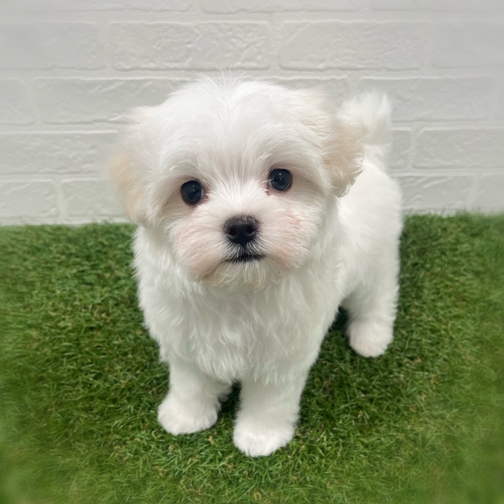 岡山県のマルチーズ (ワンニャンハウス岡山店/2025年12月30日生まれ/男の子/ホワイト)の子犬の2枚目の画像