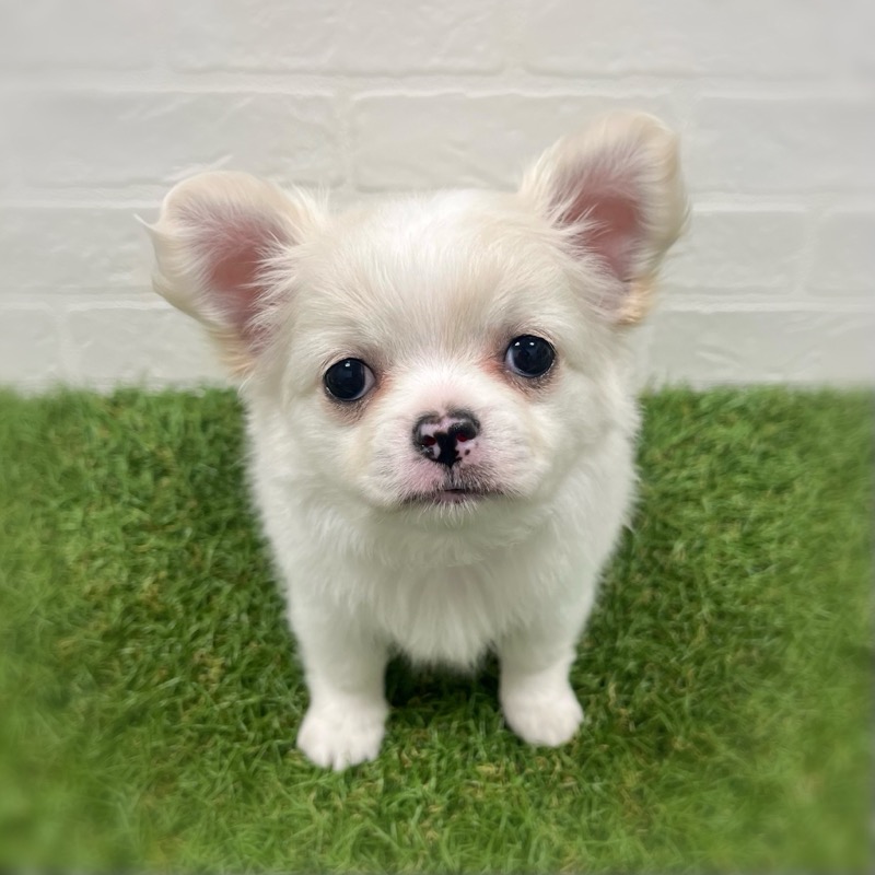 岡山県のチワワ(ロング) (ワンニャンハウス岡山店/2025年10月5日生まれ/男の子/クリーム)の子犬の1枚目の画像