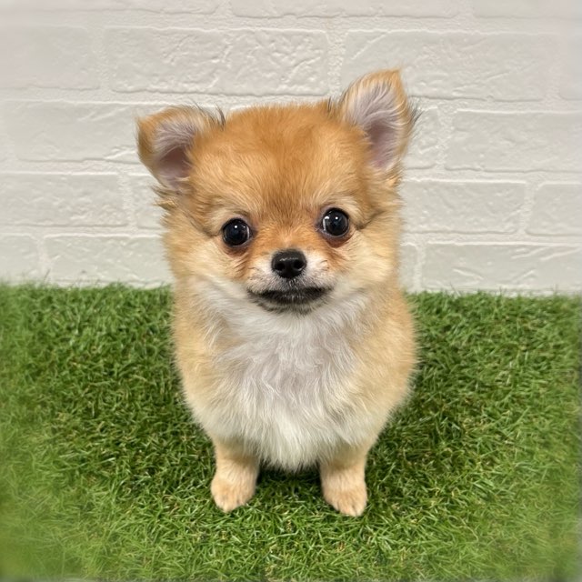 岡山県のチワワ(ロング) (ワンニャンハウス岡山店/2026年1月3日生まれ/女の子/フォーン)の子犬の1枚目の画像