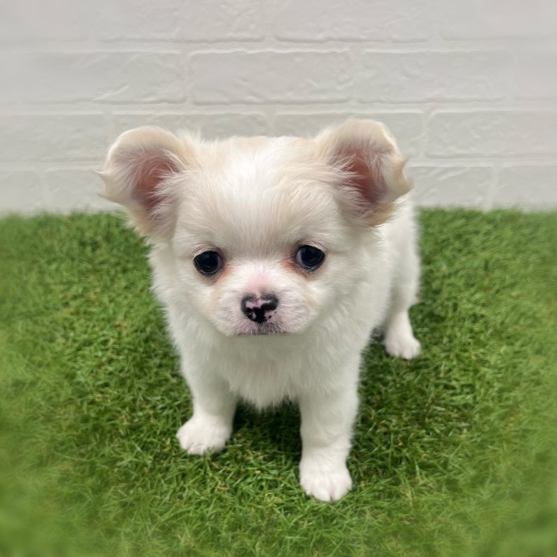 岡山県のチワワ(ロング) (ワンニャンハウス岡山店/2025年10月5日生まれ/男の子/クリーム)の子犬の3枚目の画像