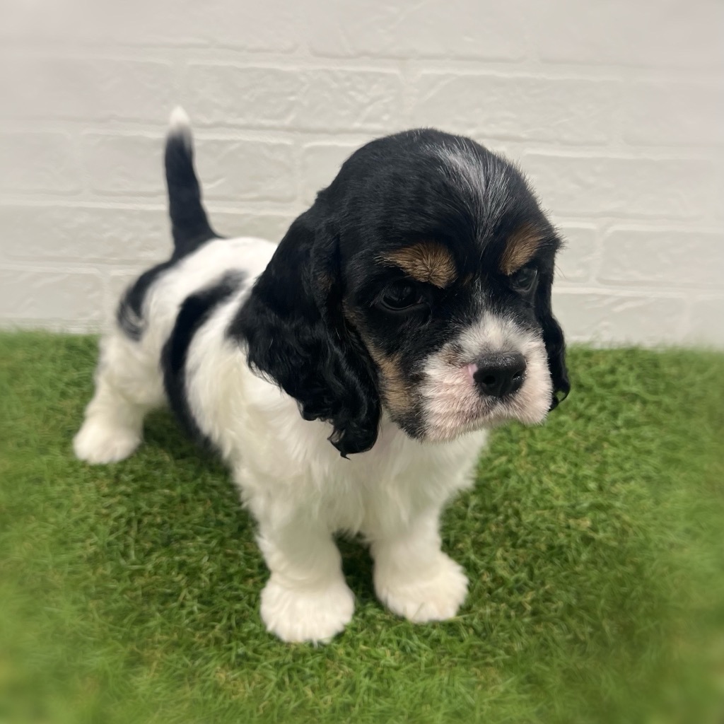 岡山県のアメリカンコッカースパニエル (ワンニャンハウス岡山店/2025年9月6日生まれ/男の子/ホワイトブラックタン)の子犬の3枚目の画像