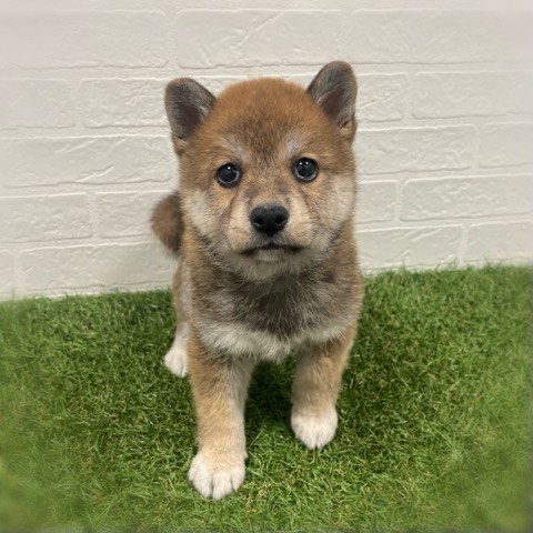 岡山県の柴犬(標準サイズ) (ワンニャンハウス岡山店/2026年3月16日生まれ/女の子/赤)の子犬の2枚目の画像