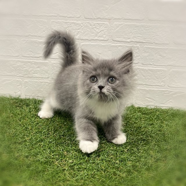 岡山県のスコティッシュフォールド (ワンニャンハウス岡山店/2026年2月7日生まれ/女の子/ブルーホワイト)の子猫の2枚目の画像