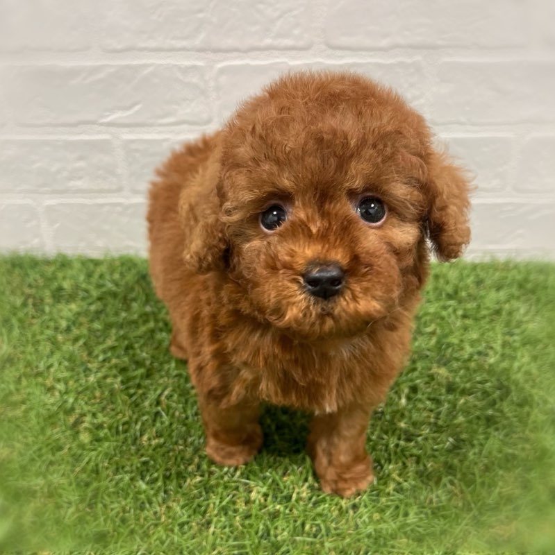 岡山県のトイプードル(トイ) (ワンニャンハウス岡山店/2026年3月1日生まれ/女の子/レッド)の子犬
