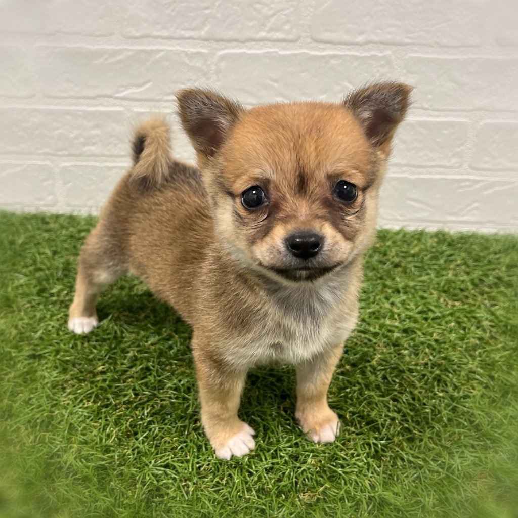 岡山県のチワ柴/柴チワ/チワシバ(チワワ×柴) (ワンニャンハウス岡山店/2026年2月16日生まれ/女の子/赤)の子犬