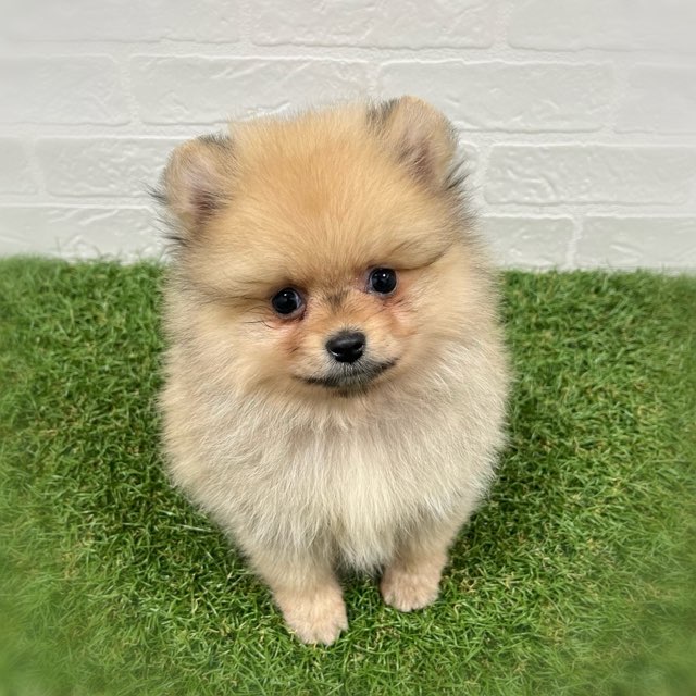 岡山県のポメラニアン (ワンニャンハウス岡山店/2026年1月10日生まれ/男の子/オレンジ)の子犬の2枚目の画像