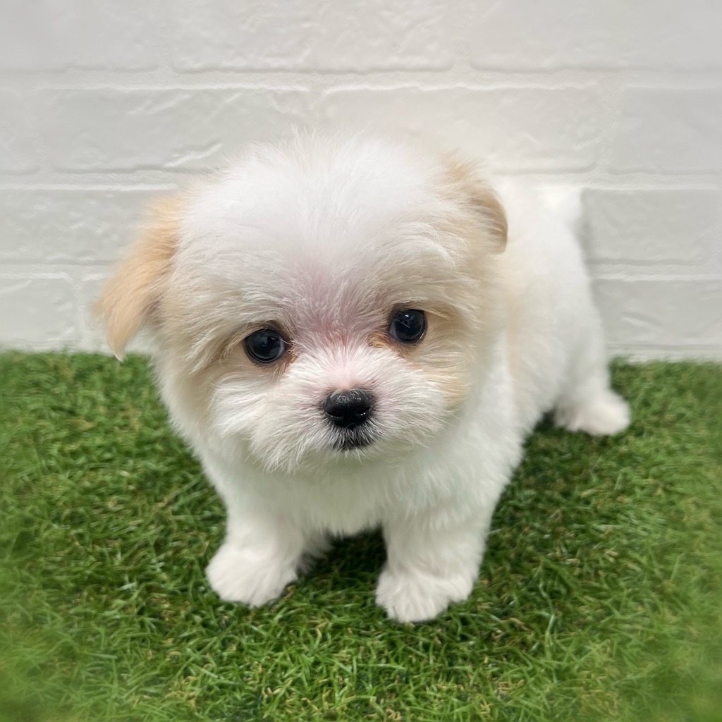 岡山県のチワマル/マルチワ(チワワ×マルチーズ) (ワンニャンハウス岡山店/2026年2月22日生まれ/男の子/ホワイトクリーム)の子犬の3枚目の画像