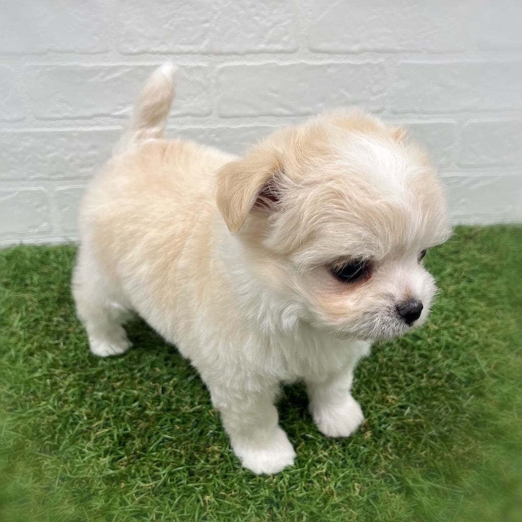 岡山県のチワマル/マルチワ(チワワ×マルチーズ) (ワンニャンハウス岡山店/2026年2月2日生まれ/男の子/クリーム)の子犬の2枚目の画像