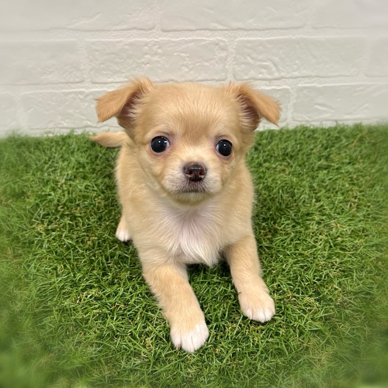 岡山県のチワワ(ロング) (ワンニャンハウス岡山店/2025年8月23日生まれ/女の子/クリーム)の子犬