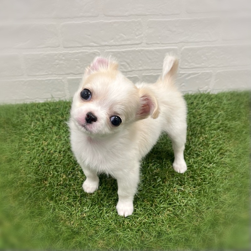 岡山県のチワワ(ロング) (ワンニャンハウス岡山店/2025年11月17日生まれ/女の子/クリームホワイト)の子犬の2枚目の画像