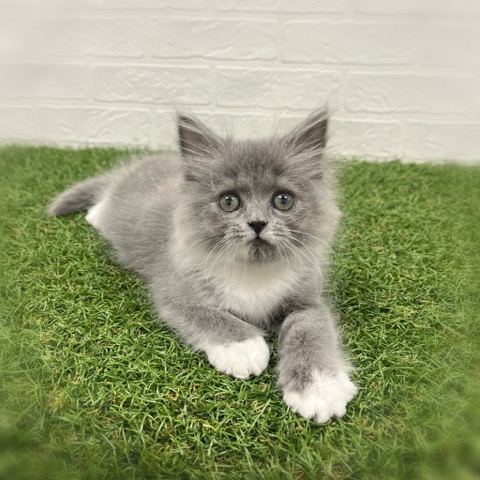 2026年2月7日生まれのスコティッシュフォールド