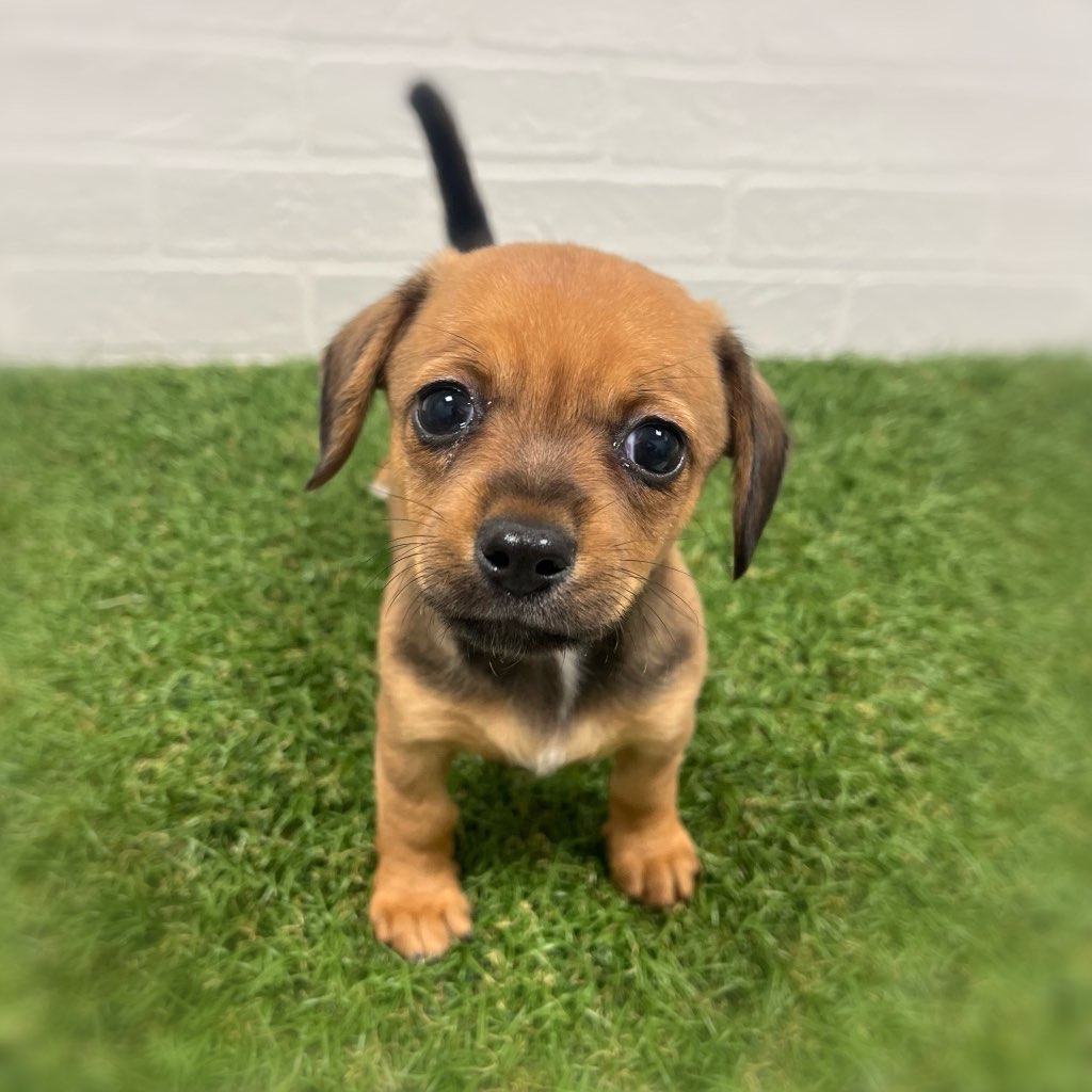 岡山県のハーフ犬（スムース） (ワンニャンハウス岡山店/2025年12月14日生まれ/女の子/茶)の子犬の1枚目の画像