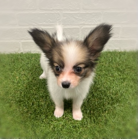 岡山県のパピヨン (ワンニャンハウス岡山店/2025年11月9日生まれ/女の子/ホワイトセーブル)の子犬の3枚目の画像