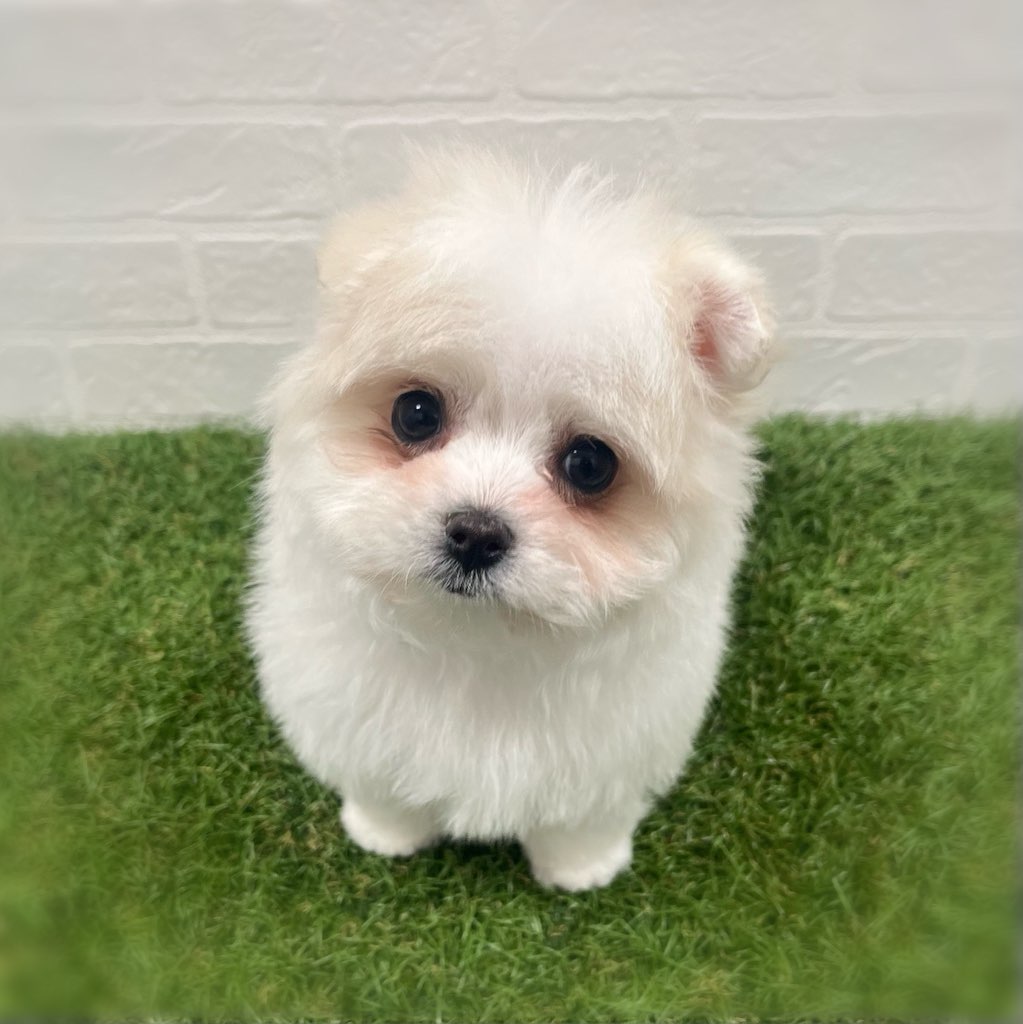 岡山県のポメマル/マルポメ(ポメラニアン×マルチーズ) (ワンニャンハウス岡山店/2026年1月4日生まれ/女の子/ホワイトクリーム)の子犬の1枚目の画像