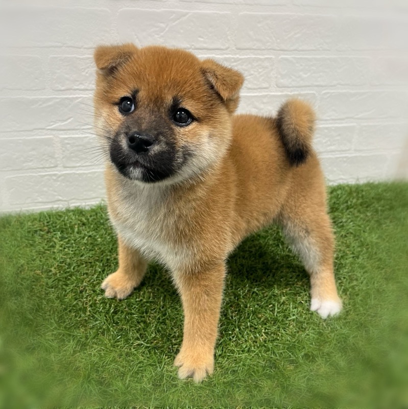 岡山県の柴犬(標準サイズ) (ワンニャンハウス岡山店/2025年9月22日生まれ/女の子/赤)の子犬の3枚目の画像