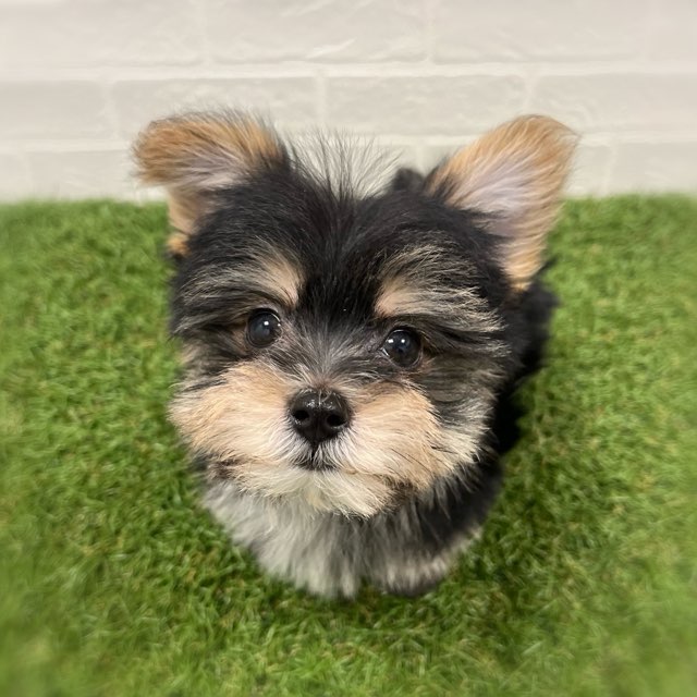 岡山県のマルキー/マルヨーキー(マルチーズ×ヨークシャーテリア) (ワンニャンハウス岡山店/2026年1月9日生まれ/男の子/スチールブルータン)の子犬の1枚目の画像