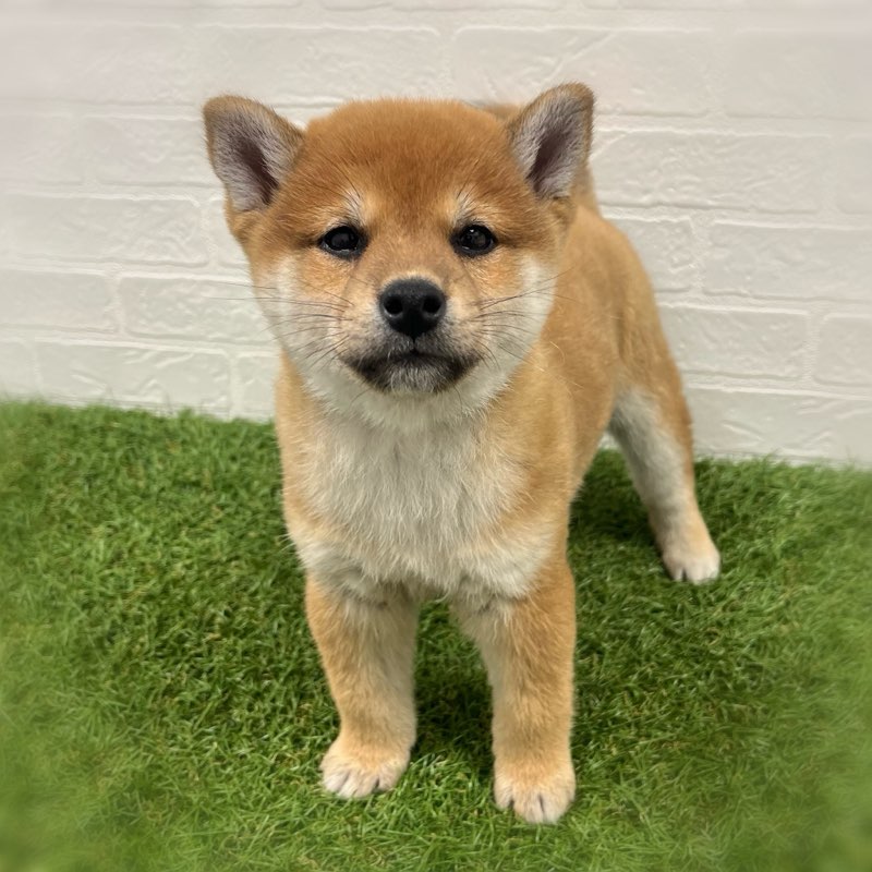 岡山県の柴犬(標準サイズ) (ワンニャンハウス岡山店/2025年9月28日生まれ/女の子/赤)の子犬の1枚目の画像