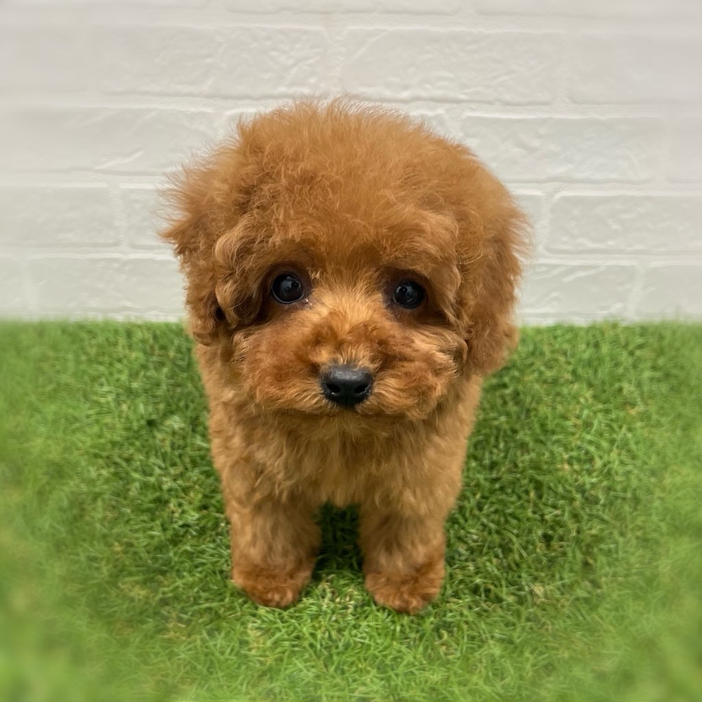 岡山県のトイプードル(トイ) (ワンニャンハウス岡山店/2025年11月15日生まれ/女の子/レッド)の子犬の1枚目の画像