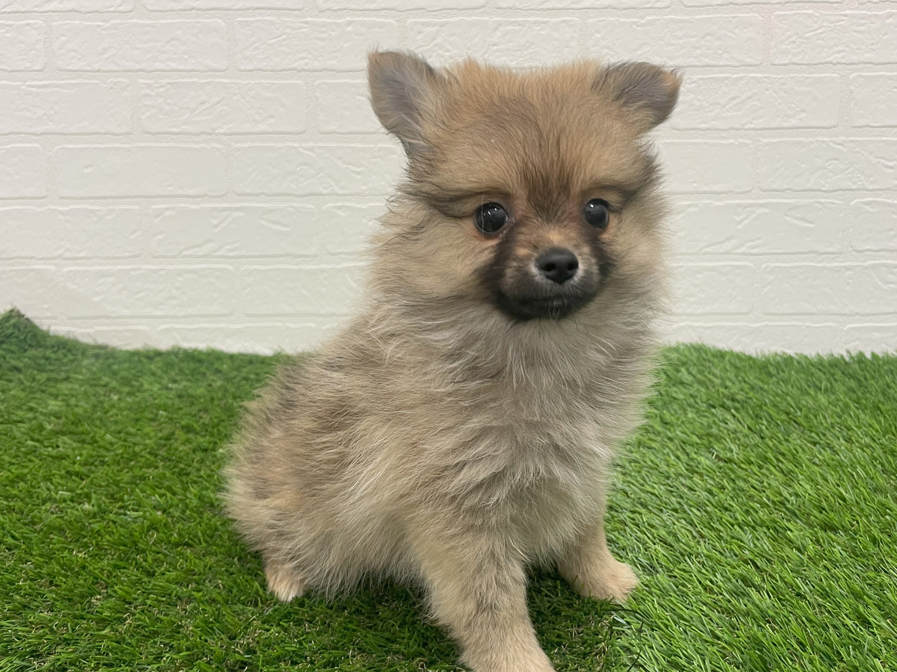 東京都のハーフ犬・ミックス犬 (ワンニャンハウス赤羽店/2025年7月20日生まれ/女の子/フォーン)の子犬の1枚目の画像