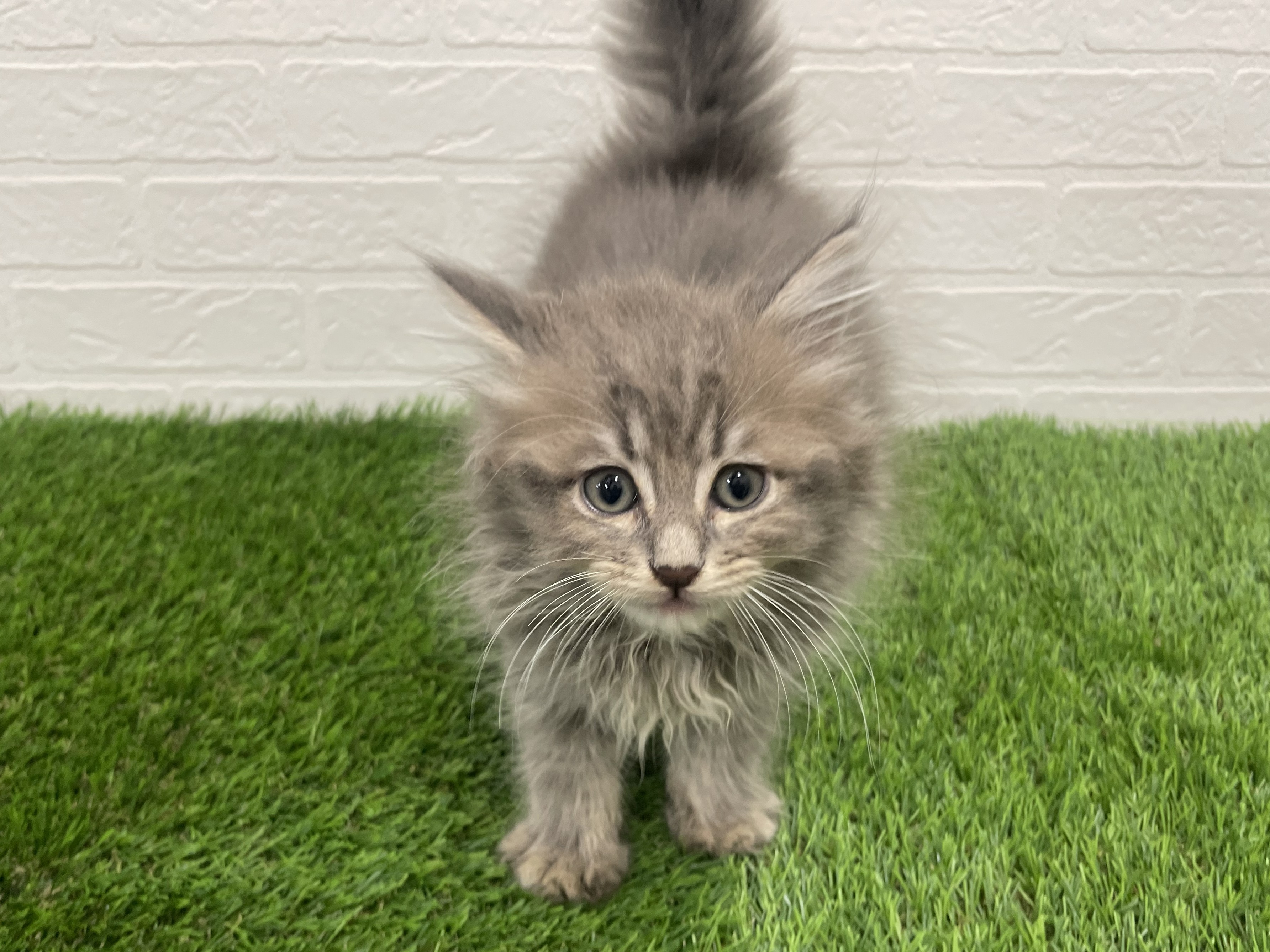 東京都のノルウェージャンフォレストキャット (ワンニャンハウス赤羽店/2025年8月30日生まれ/男の子/ブルータビー)の子猫の1枚目の画像