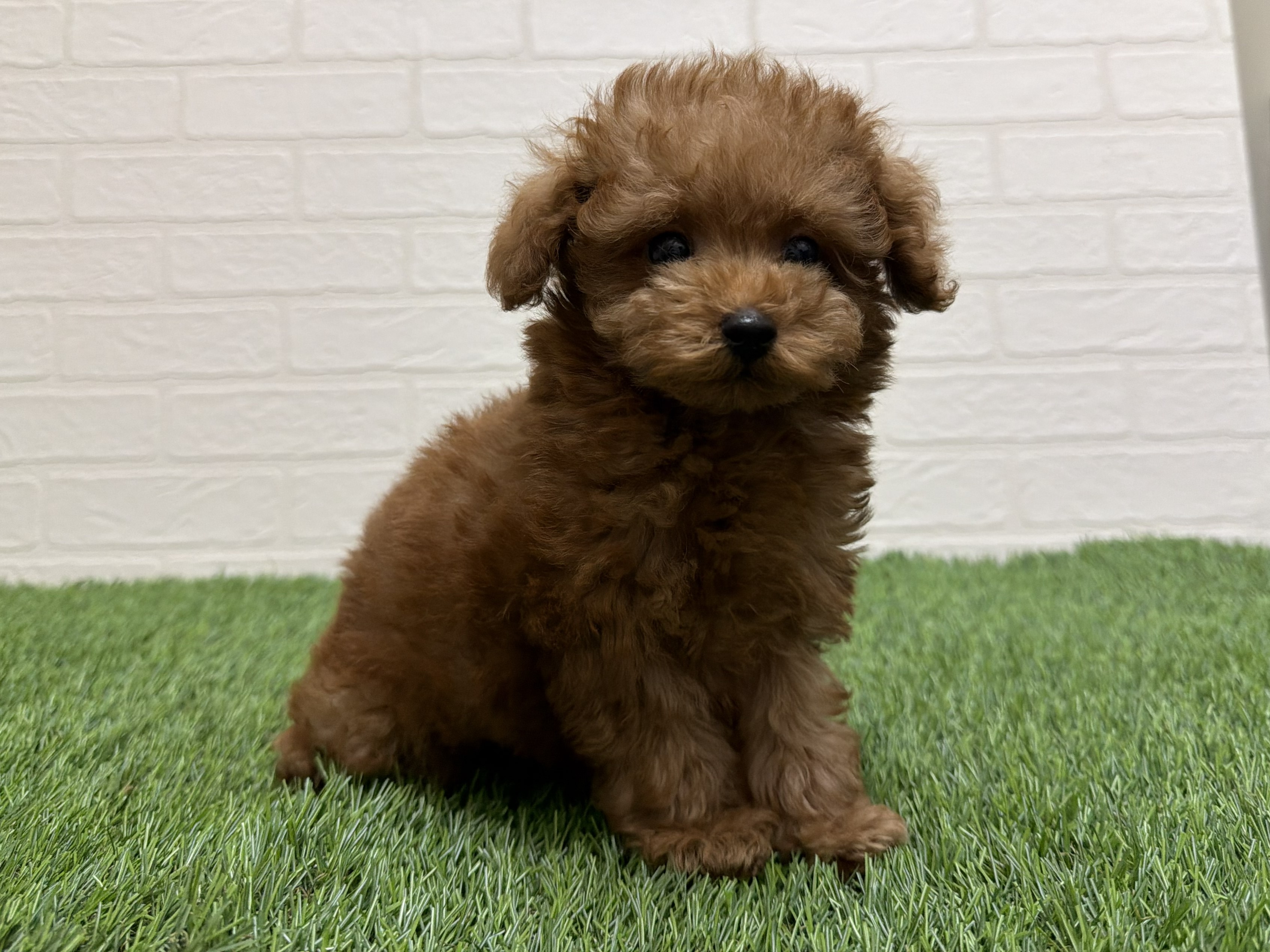 東京都のトイプードル(トイ) (ワンニャンハウス赤羽店/2026年1月18日生まれ/男の子/アプリコット)の子犬の3枚目の画像