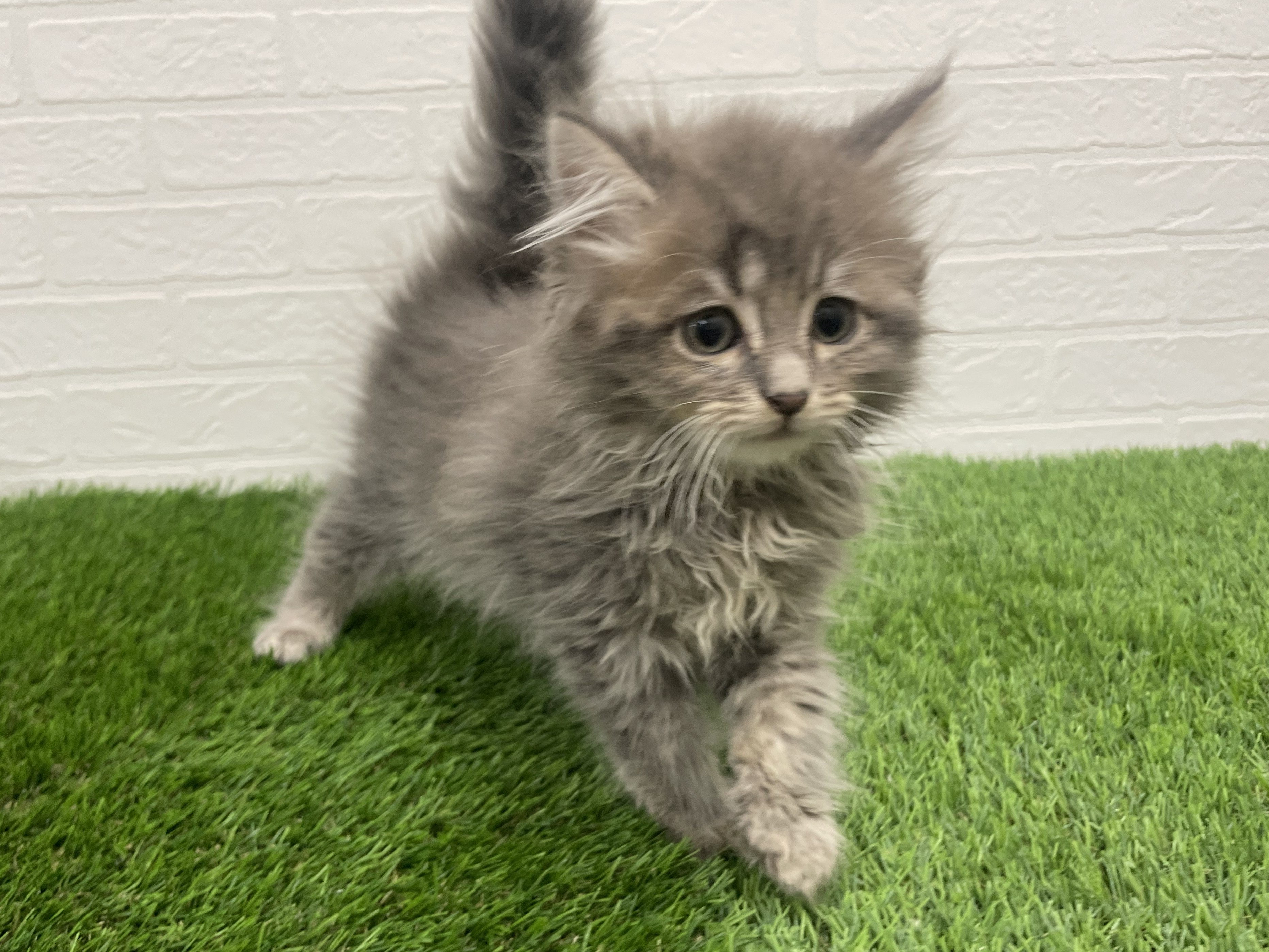 東京都のノルウェージャンフォレストキャット (ワンニャンハウス赤羽店/2025年8月30日生まれ/男の子/ブルータビー)の子猫の3枚目の画像