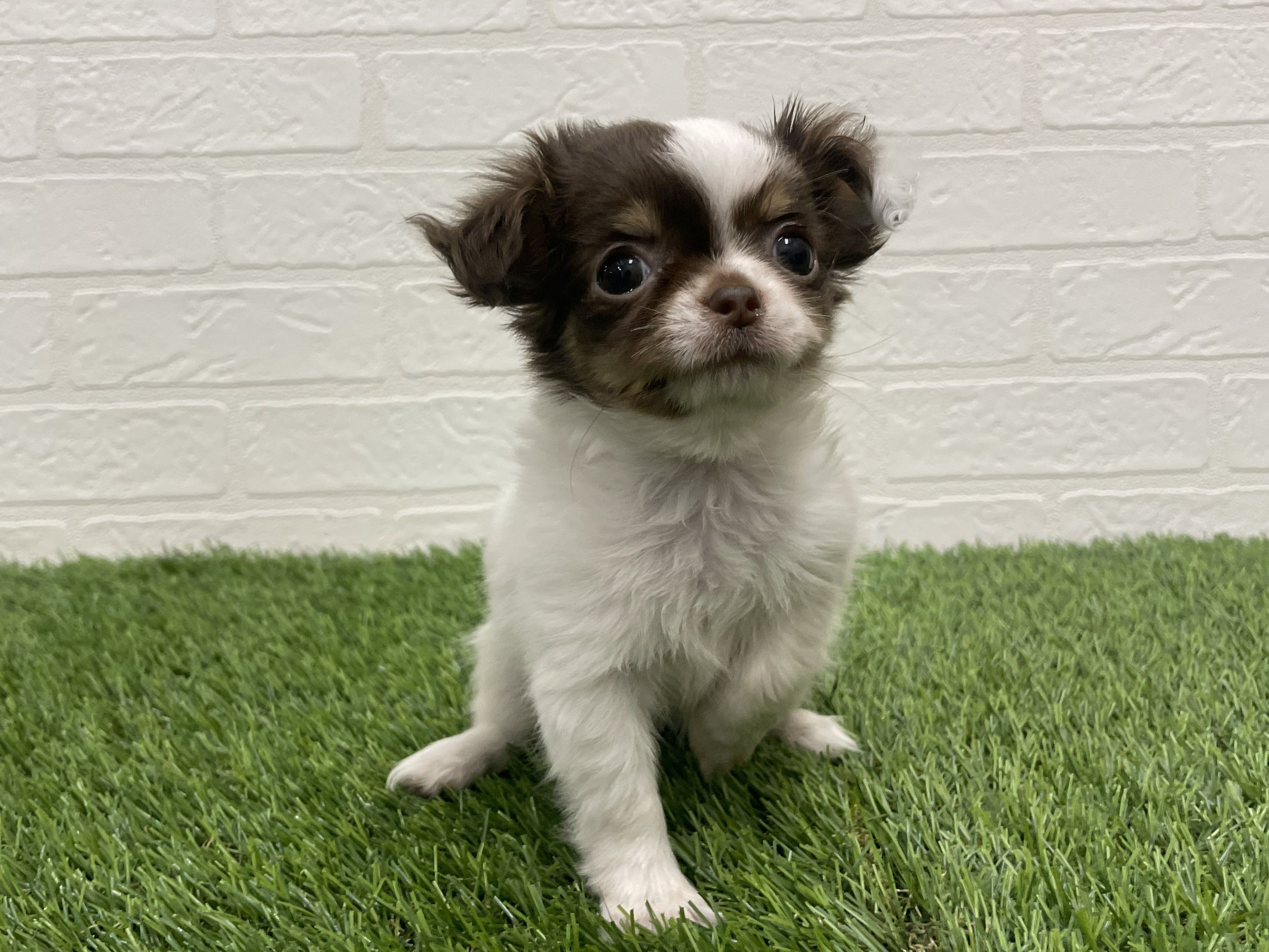 東京都のチワワ(ロング) (ワンニャンハウス赤羽店/2025年11月20日生まれ/女の子/ホワイトチョコレートタン)の子犬の2枚目の画像