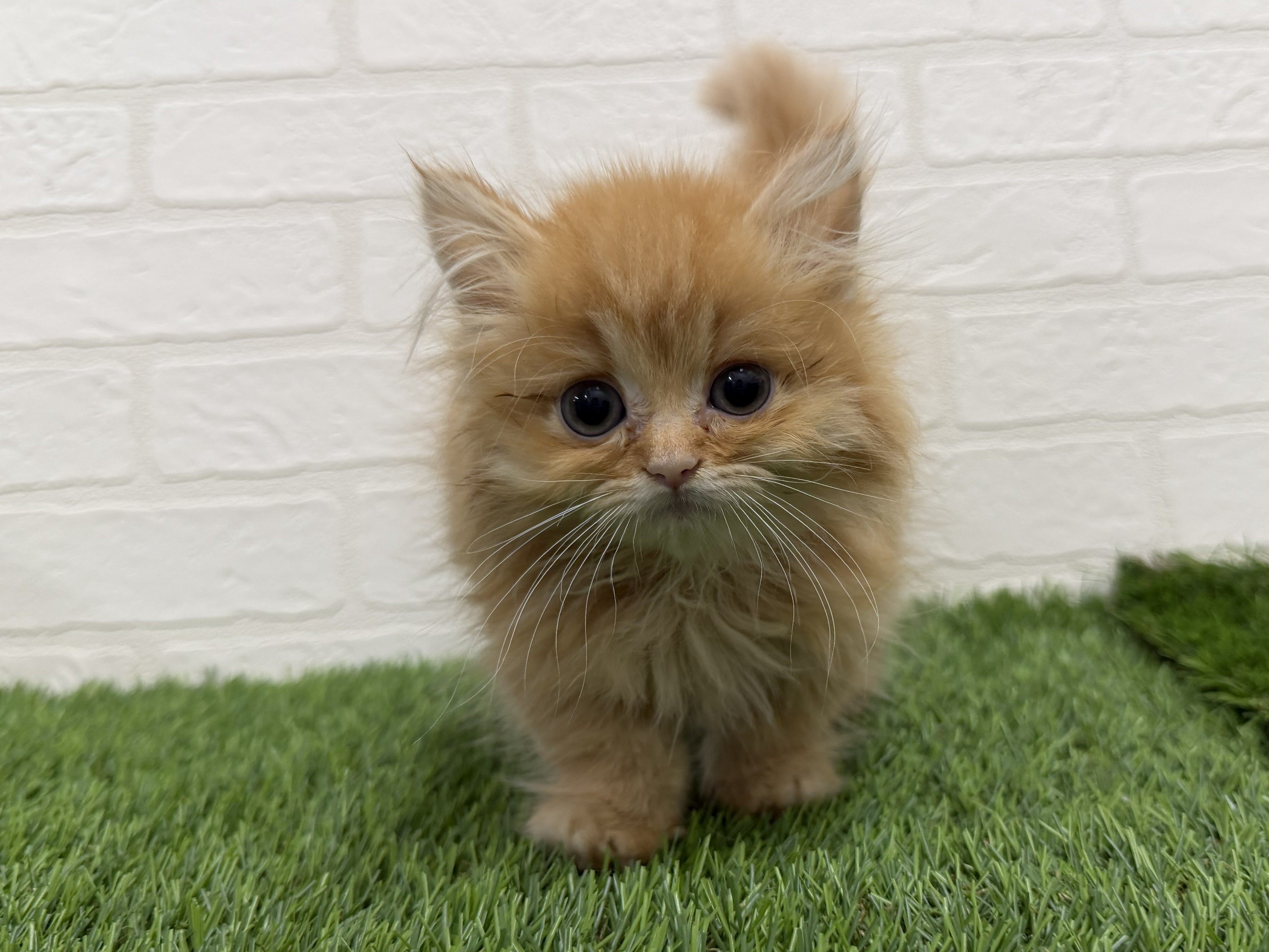 東京都のミヌエット (ワンニャンハウス赤羽店/2026年5月22日生まれ/男の子/レッドタビー)の子猫の1枚目の画像
