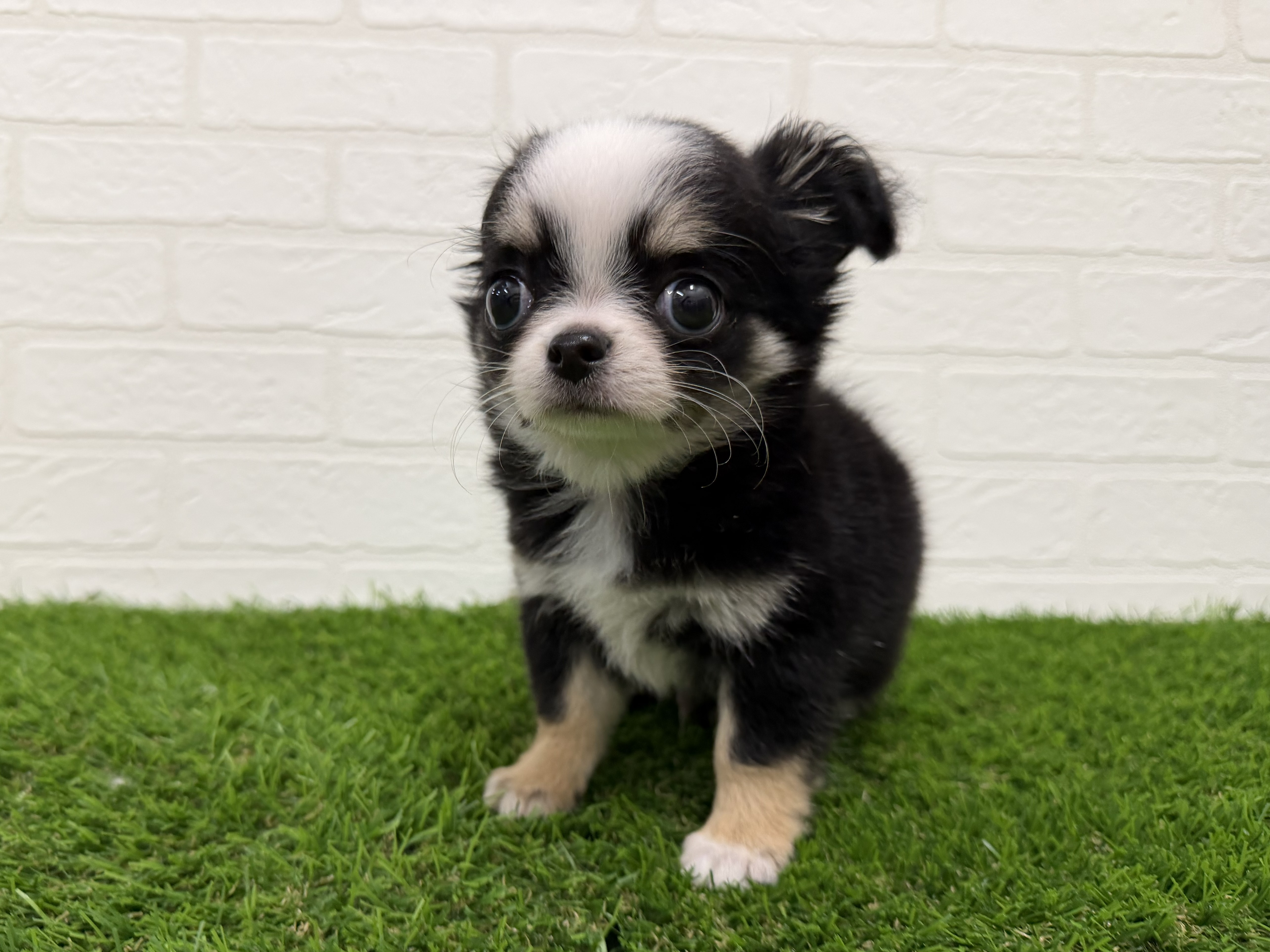 東京都のチワワ(ロング) (ワンニャンハウス赤羽店/2026年1月30日生まれ/男の子/ブラックタンホワイト)の子犬の2枚目の画像