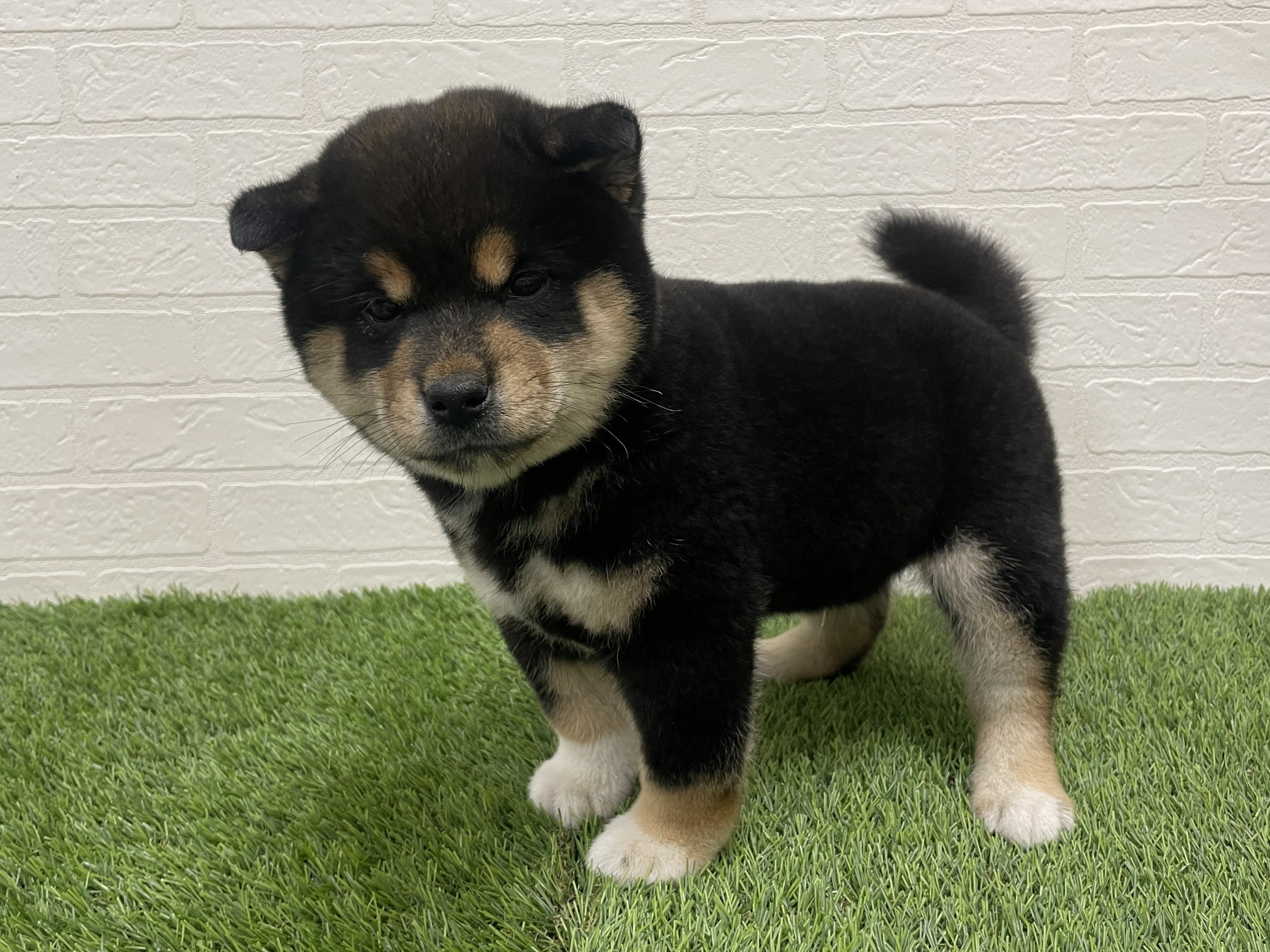 東京都の柴犬(標準サイズ) (ワンニャンハウス赤羽店/2025年11月19日生まれ/男の子/黒)の子犬の3枚目の画像