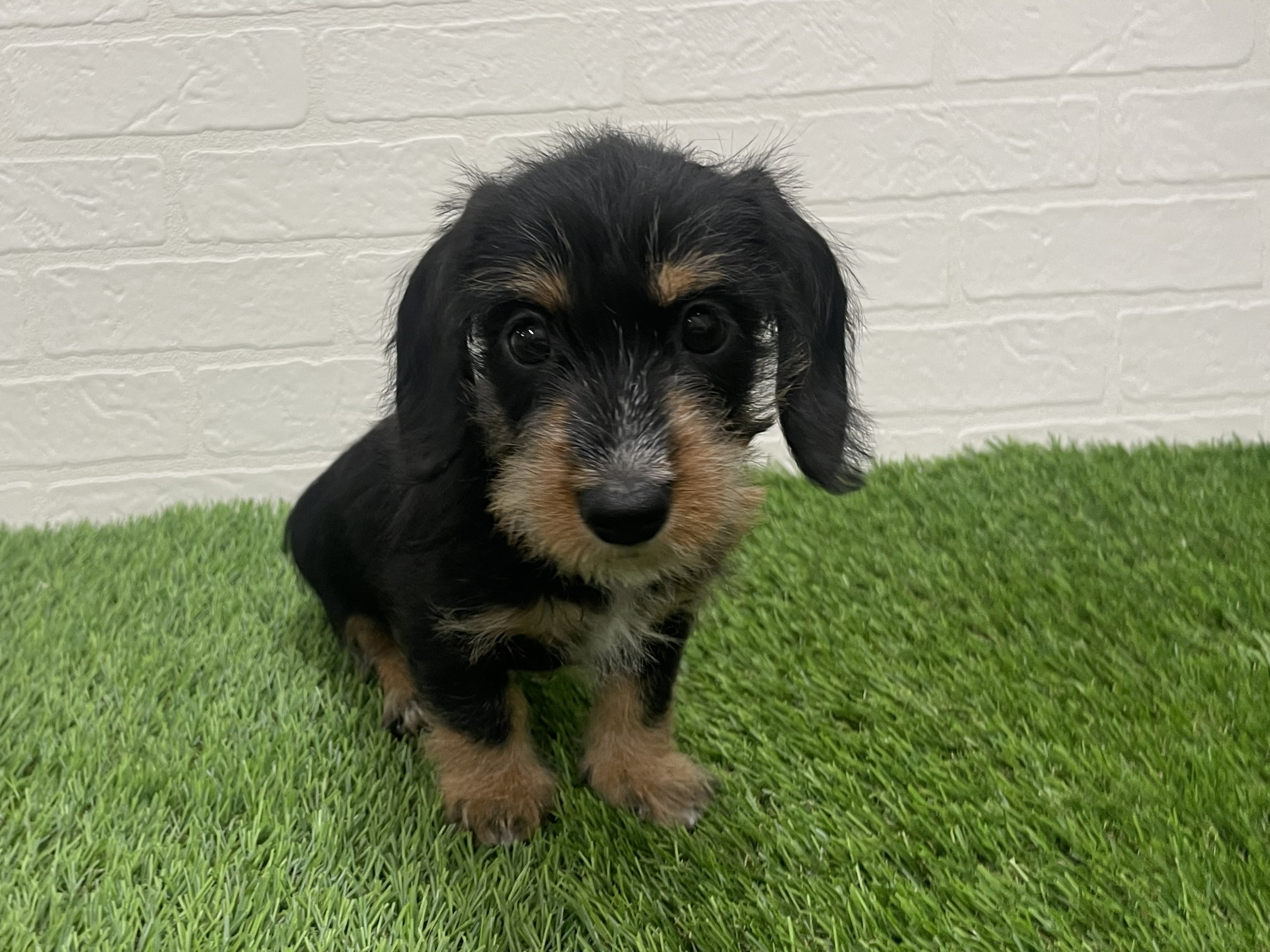 東京都のカニンヘンダックスフンド(ロング) (ワンニャンハウス赤羽店/2025年9月20日生まれ/女の子/ブラックタン)の子犬の2枚目の画像