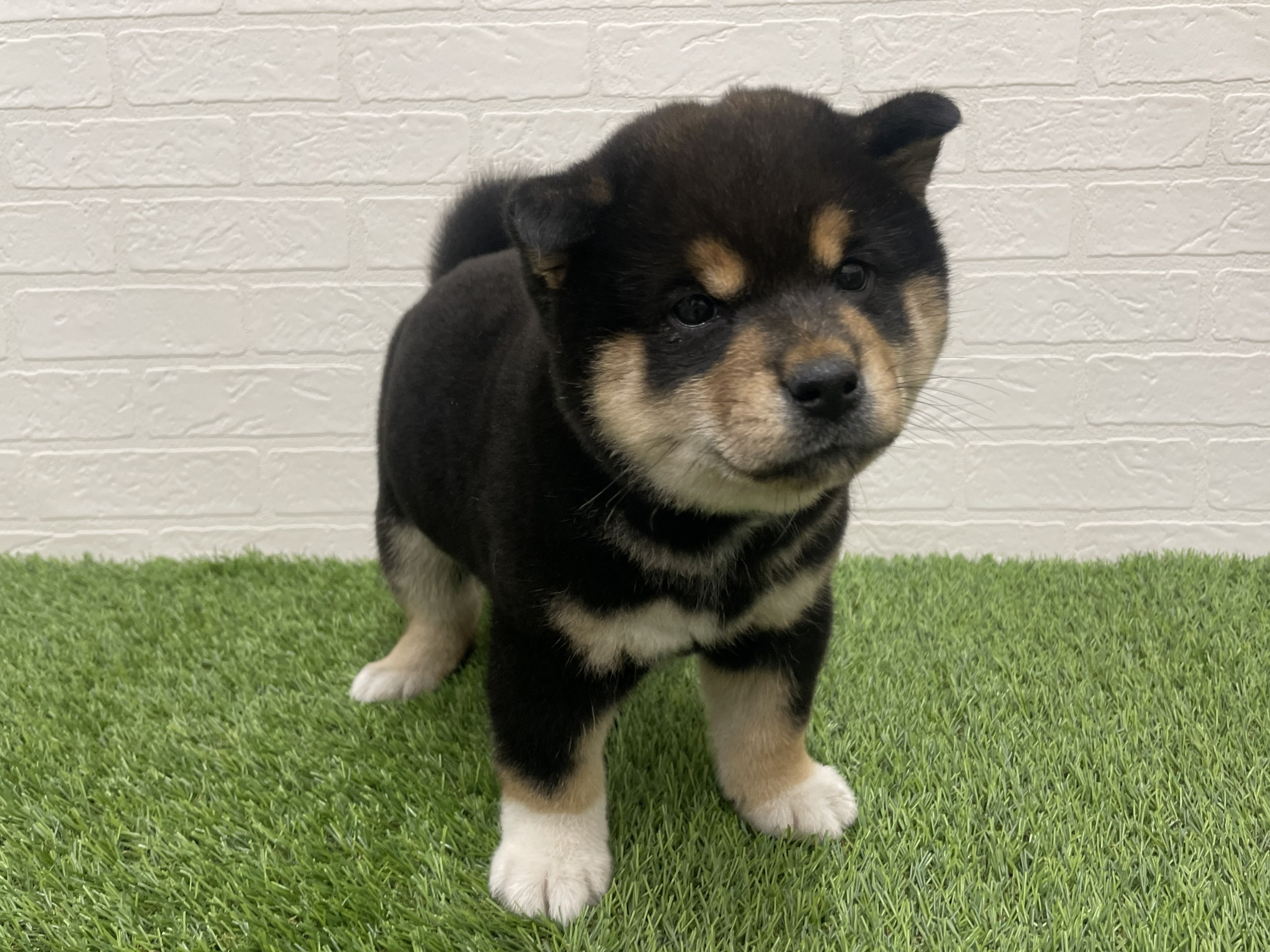 東京都の柴犬(標準サイズ) (ワンニャンハウス赤羽店/2025年11月19日生まれ/男の子/黒)の子犬の1枚目の画像